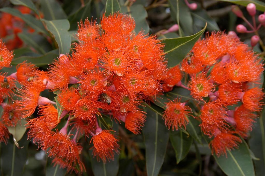 Ficifolia Lodge Parndana Luaran gambar
