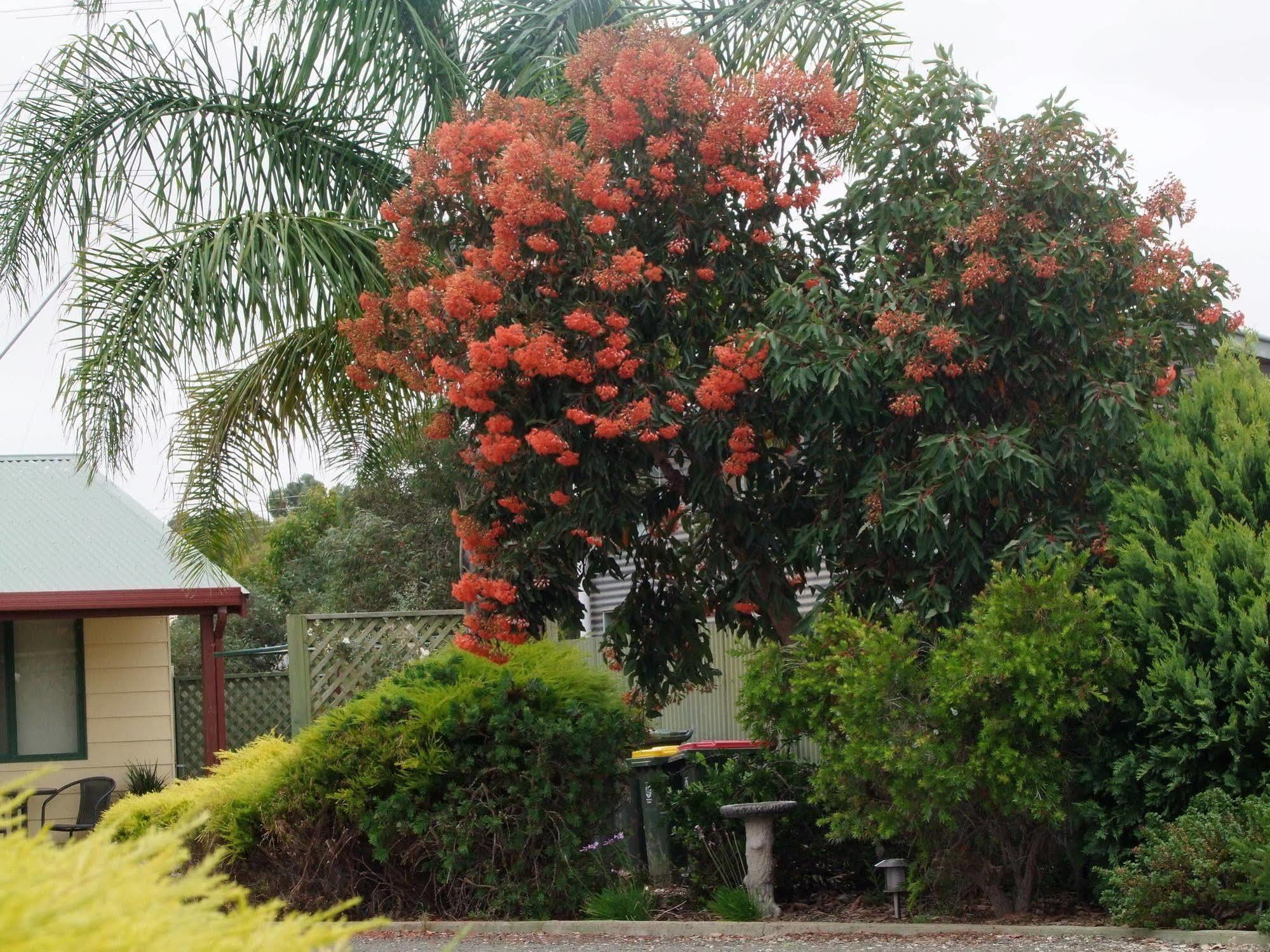 Ficifolia Lodge Parndana Luaran gambar